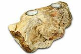 Fascinating, Petrified Wood Candle Holder - Madagascar #378663-1